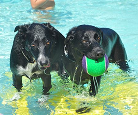 Dogs in the pool
